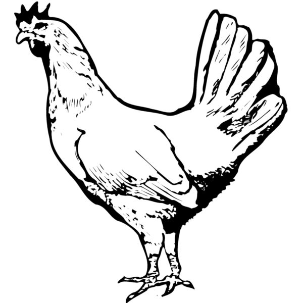 CHICK012 Thumbnail