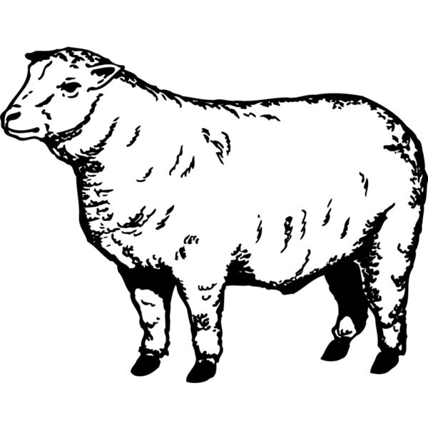 SHEEP007 Thumbnail